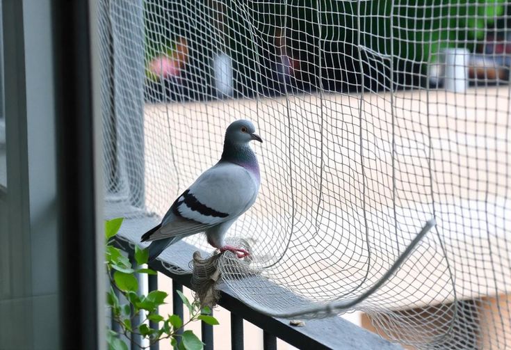PIGEON NETS